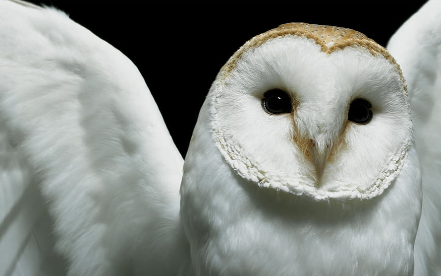 Close-up portrait of a white barn owl with wings spread against a black background HD wallpaper