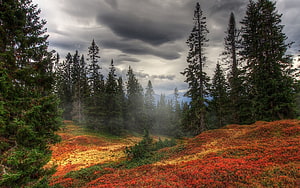 Misty Autumn Forest Landscape With Vibrant Red Undergrowth And Tall Pine Trees Under Stormy Sky HD wallpaper