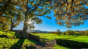 Sunlit Oak Tree Overlooking English Countryside Pastures and Stone Walls HD wallpaper