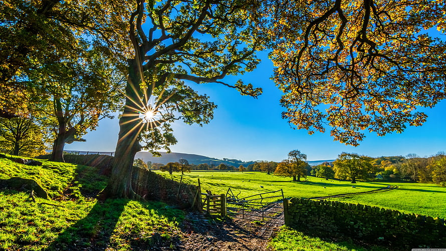 Sunlit Oak Tree Overlooking English Countryside Pastures and Stone Walls HD wallpaper