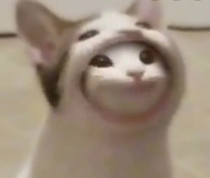 Popcat Meme: Funny White Cat with Wide Open Mouth and Surprised Expression HD wallpaper