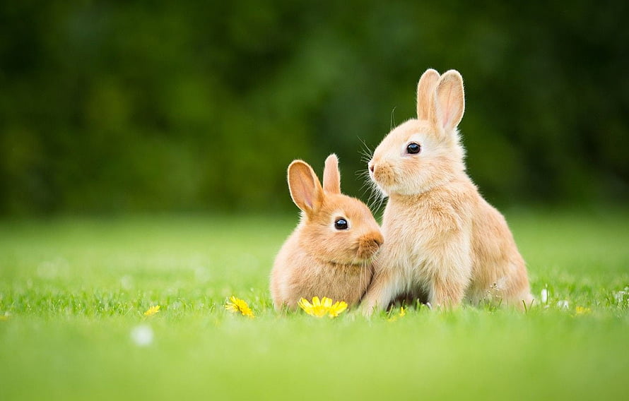 Two fluffy tan bunnies sitting together in a lush green meadow with yellow dandelions HD wallpaper
