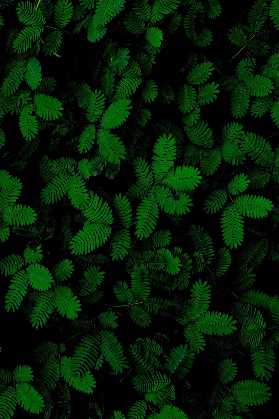 Dark Green Fern Foliage Pattern with Deep Black Background HD phone wallpaper