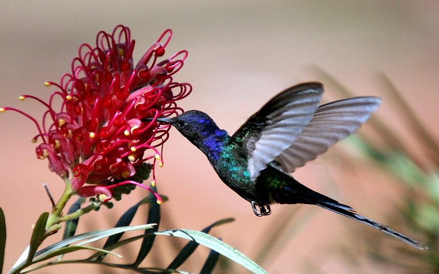Iridescent Violet Sabrewing Hummingbird Feeding on Red Grevillea Flower HD wallpaper