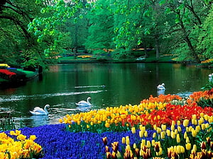 Serene Lake with Swans and Vibrant Tulip Garden in Spring HD wallpaper