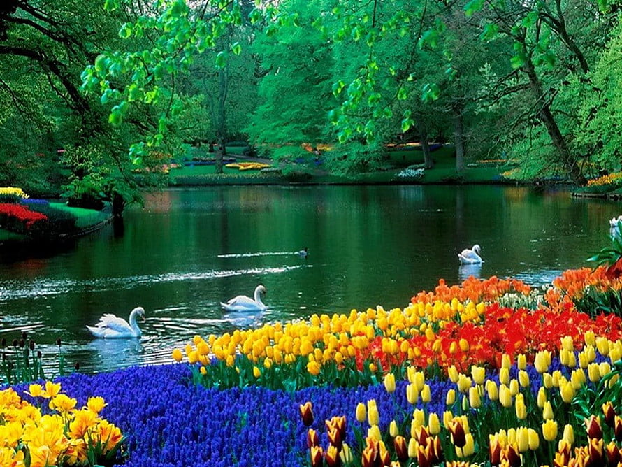 Serene Lake with Swans and Vibrant Tulip Garden in Spring HD wallpaper