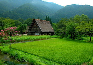 Traditional Japanese Gassho-zukuri Farmhouse in Lush Green Rice Paddy Landscape HD wallpaper