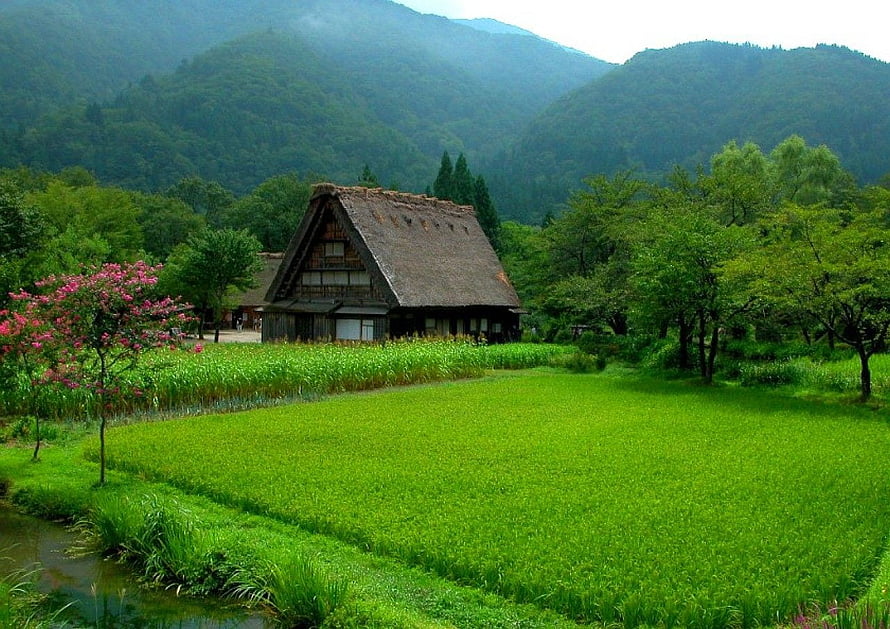 Traditional Japanese Gassho-zukuri Farmhouse in Lush Green Rice Paddy Landscape HD wallpaper