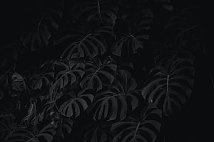 Dark Monstera Leaves Wallpaper HD wallpaper