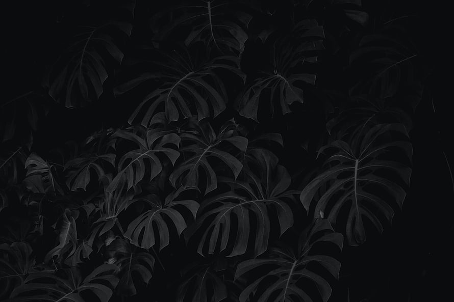Dark Monstera Leaves Wallpaper HD wallpaper