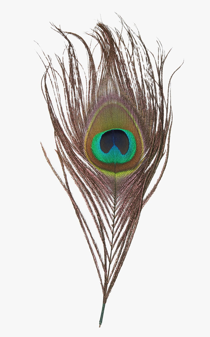 Detailed Peacock Feather With Vibrant Eye Pattern On White Background HD phone wallpaper