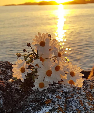 White daisies resting on a lichen-covered rock with a golden sunrise reflecting on the calm ocean water HD phone wallpaper
