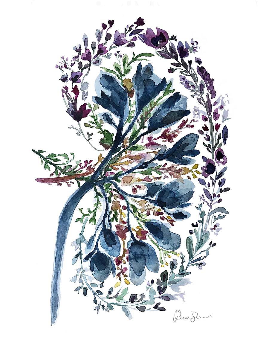Watercolor Kidney Anatomy Art Print with Floral Botanical Design HD phone wallpaper