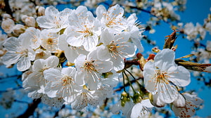 White Cherry Blossoms in Full Bloom Against a Clear Blue Sky HD wallpaper