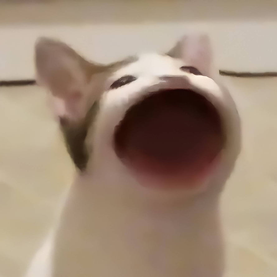 Funny Cat Screaming Meme Wallpaper HD phone wallpaper