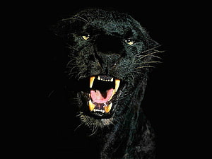 Fierce Black Panther Roaring with Bared Teeth Against a Dark Background HD wallpaper