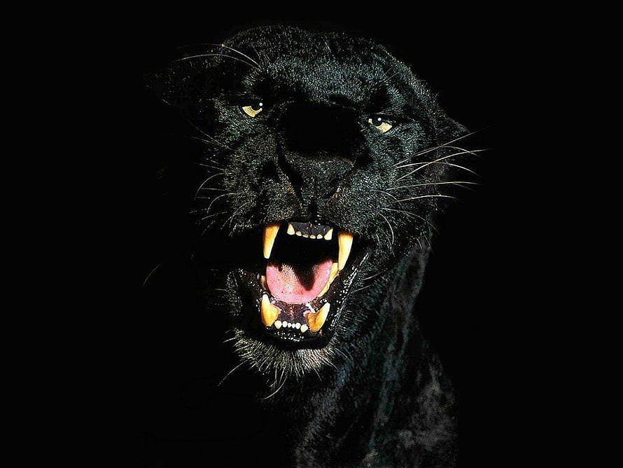 Fierce Black Panther Roaring with Bared Teeth Against a Dark Background HD wallpaper