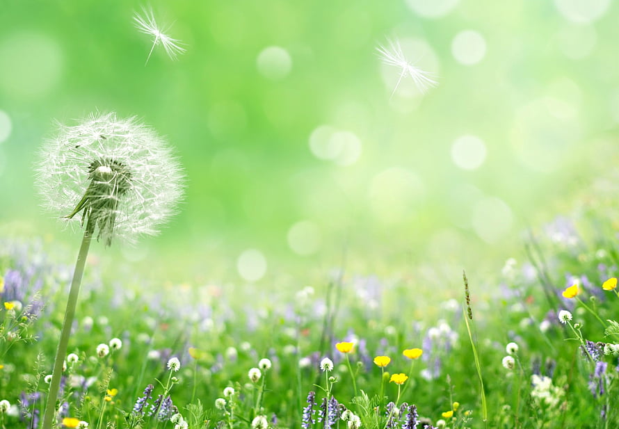 Dandelion Seeds Drifting Over a Vibrant Spring Meadow with Soft Bokeh HD wallpaper