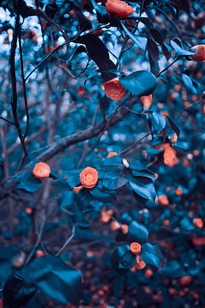 Vibrant Orange Camellia Flowers on Dark Blue Tinted Branches HD phone wallpaper