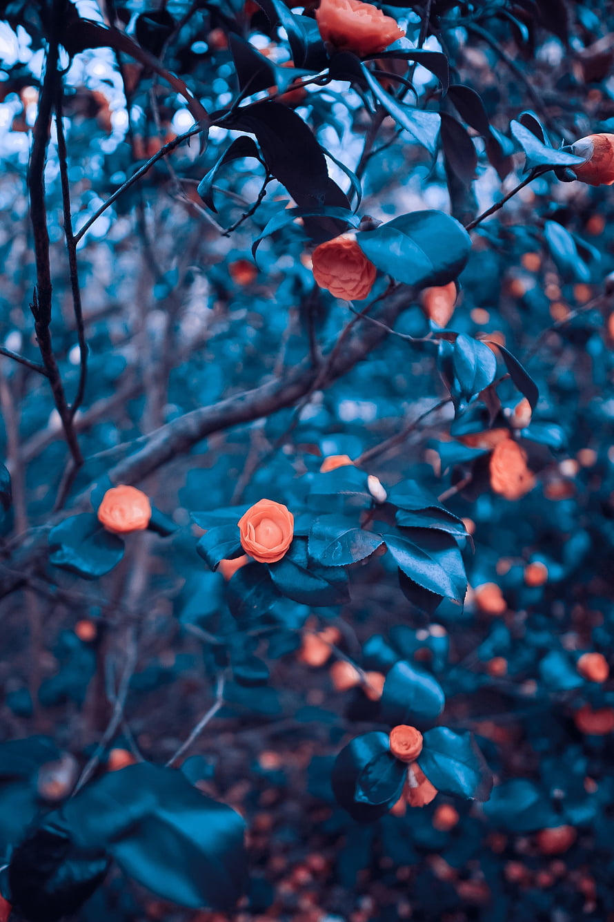 Vibrant Orange Camellia Flowers on Dark Blue Tinted Branches HD phone wallpaper