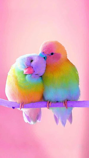 Two Vibrant Rainbow Lovebirds Snuggling on a Purple Branch Against a Soft Pink Background HD phone wallpaper