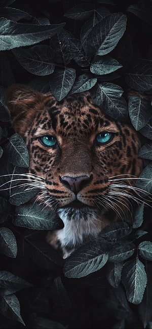 Majestic Leopard Portrait with Striking Blue Eyes Peering Through Dark Foliage HD phone wallpaper