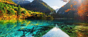 Crystal Clear Alpine Lake with Submerged Trees and Autumn Forest Reflections HD wallpaper