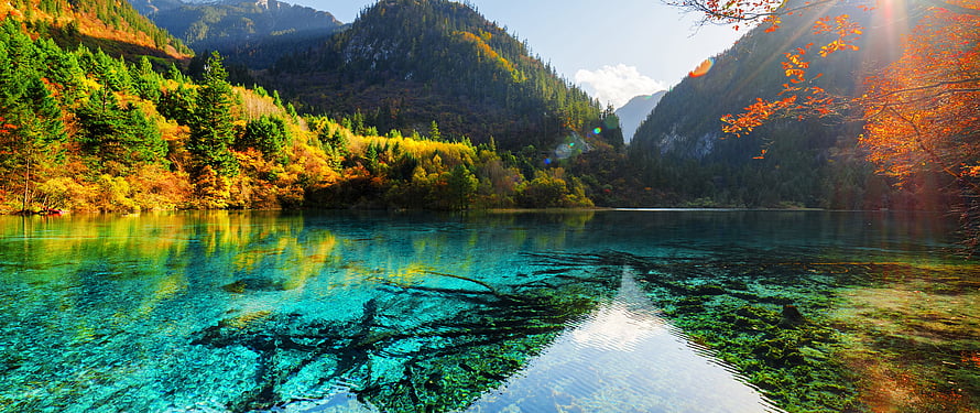 Crystal Clear Alpine Lake with Submerged Trees and Autumn Forest Reflections HD wallpaper