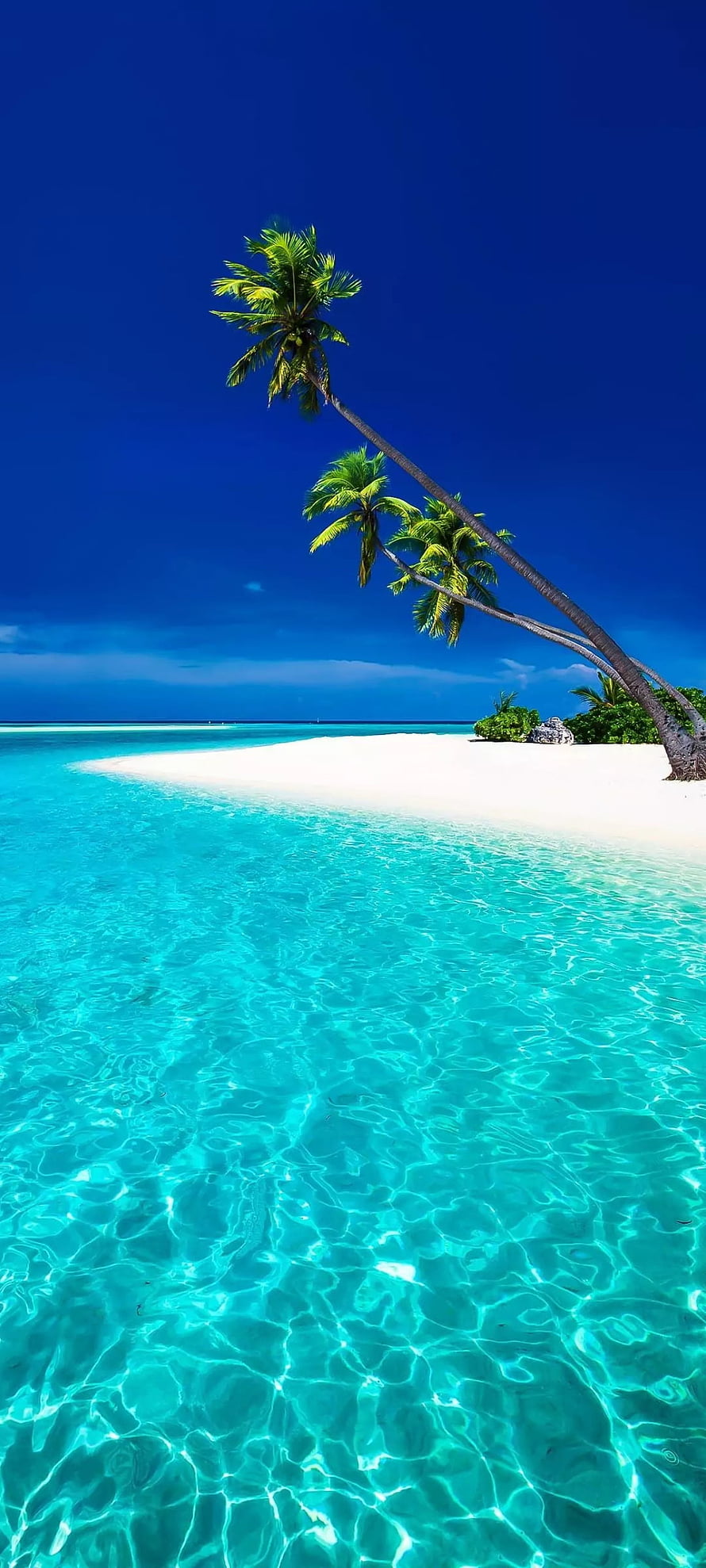 Tropical Island Beach With Leaning Palm Trees And Crystal Clear Turquoise Water HD phone wallpaper