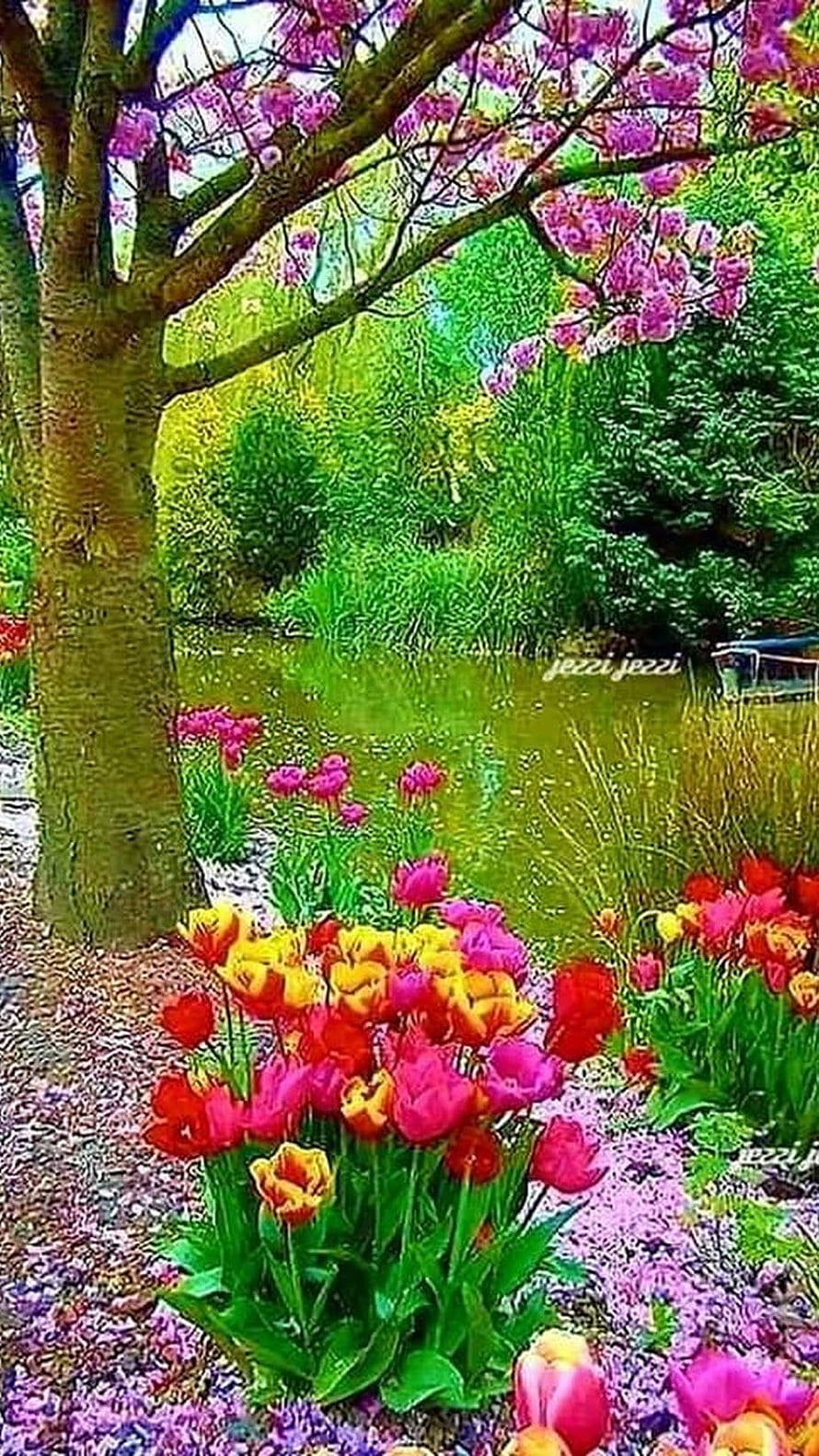Vibrant Tulip Garden with Pink Blossoming Tree and Pond HD phone wallpaper
