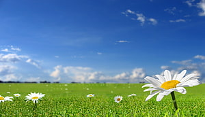 Vibrant White Daisies Blooming in a Lush Green Meadow Under a Bright Blue Sky HD wallpaper