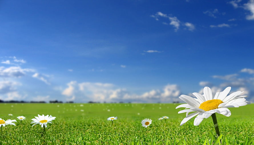 Vibrant White Daisies Blooming in a Lush Green Meadow Under a Bright Blue Sky HD wallpaper