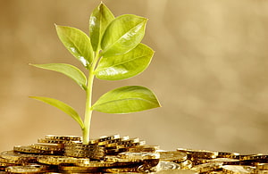Green sapling growing from a pile of gold coins symbolizing financial growth and prosperity HD wallpaper