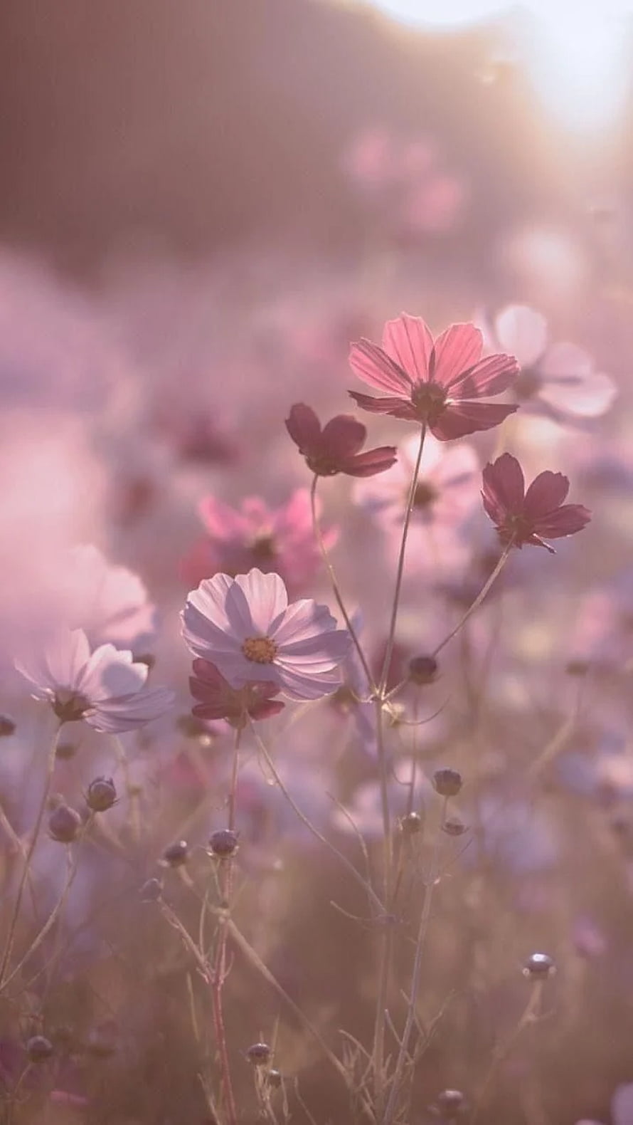 Dreamy Pink Cosmos Flower Field Bathed in Soft Golden Sunlight HD phone wallpaper
