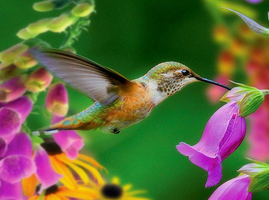 Ruby-throated Hummingbird Feeding on Pink Foxglove Flowers in a Vibrant Garden HD wallpaper