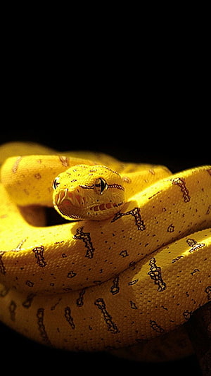 Albino Burmese Python Coiled Against Black Background HD phone wallpaper