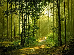Sunbeams streaming through a misty green forest path with tall trees and lush undergrowth HD wallpaper