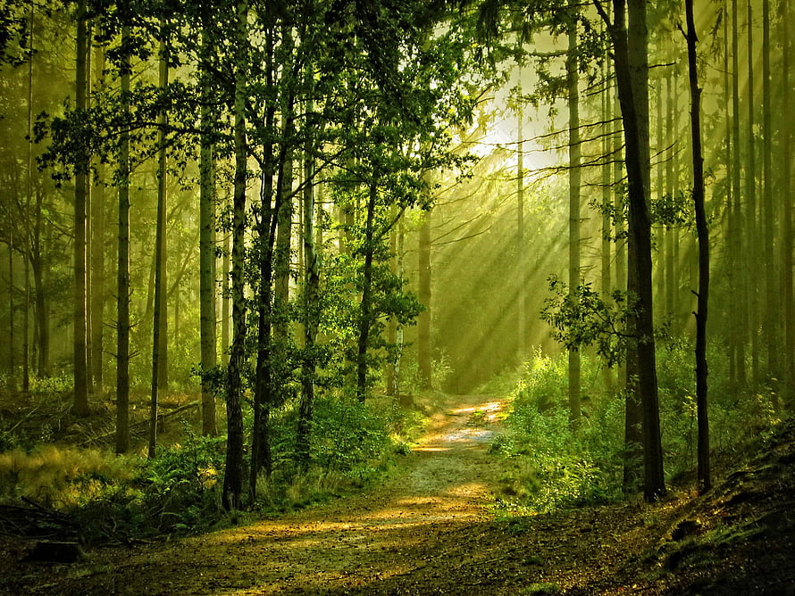 Sunbeams streaming through a misty green forest path with tall trees and lush undergrowth HD wallpaper