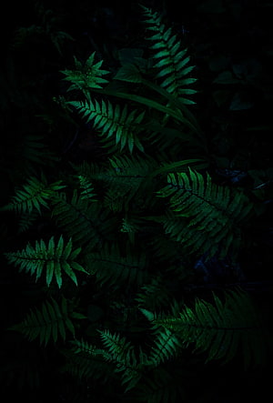 Dark Forest Ferns with Deep Green Foliage in Low Light HD phone wallpaper