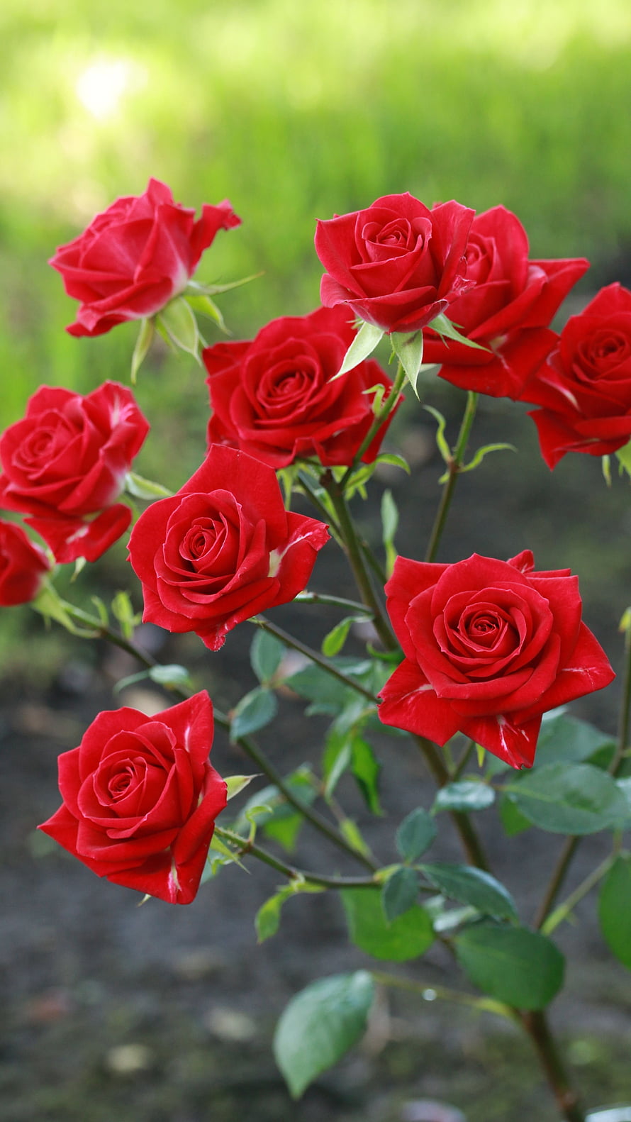 Vibrant Red Roses in Full Bloom with Green Leaves and Soft Garden Background HD phone wallpaper