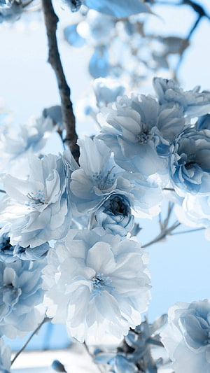 Delicate Light Blue Blossoms on Branches Against a Soft Sky HD phone wallpaper