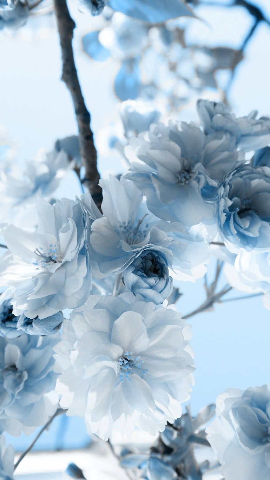 Delicate Light Blue Blossoms on Branches Against a Soft Sky HD phone wallpaper