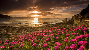 Vibrant Pink Ice Plant Flowers Blooming on a Rocky Shore at Golden Sunset HD wallpaper