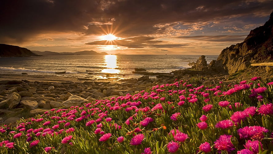 Vibrant Pink Ice Plant Flowers Blooming on a Rocky Shore at Golden Sunset HD wallpaper