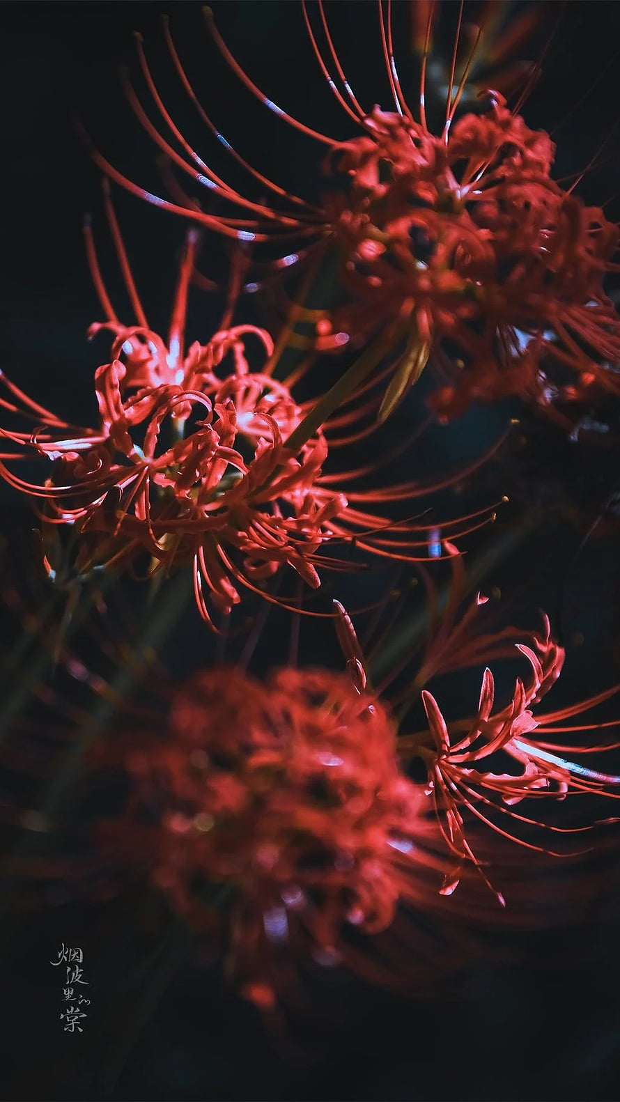 Red Spider Lily Lycoris Radiata in Dark Moody Atmosphere HD phone wallpaper