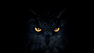 Mysterious Black Owl With Glowing Orange Eyes In Dark Shadows HD wallpaper