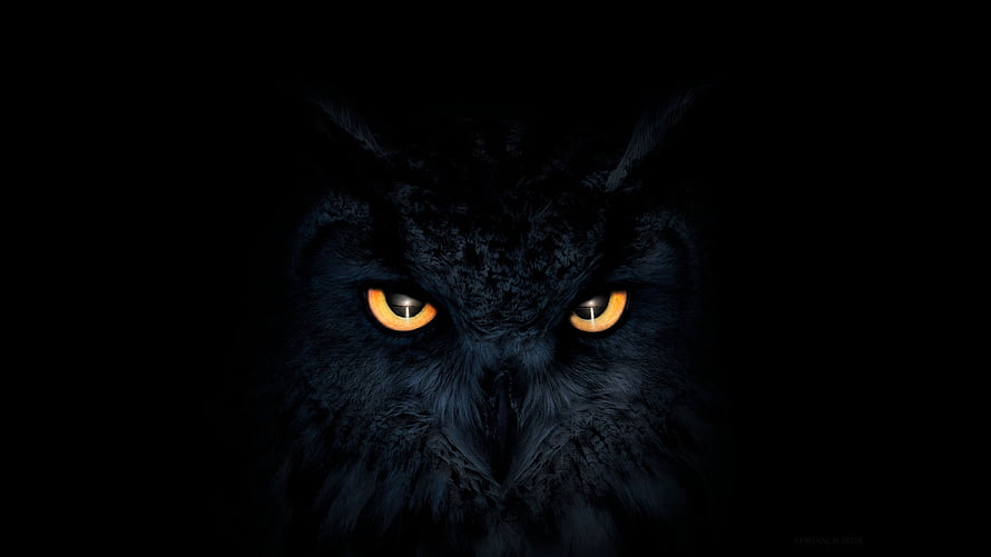Mysterious Black Owl With Glowing Orange Eyes In Dark Shadows HD wallpaper