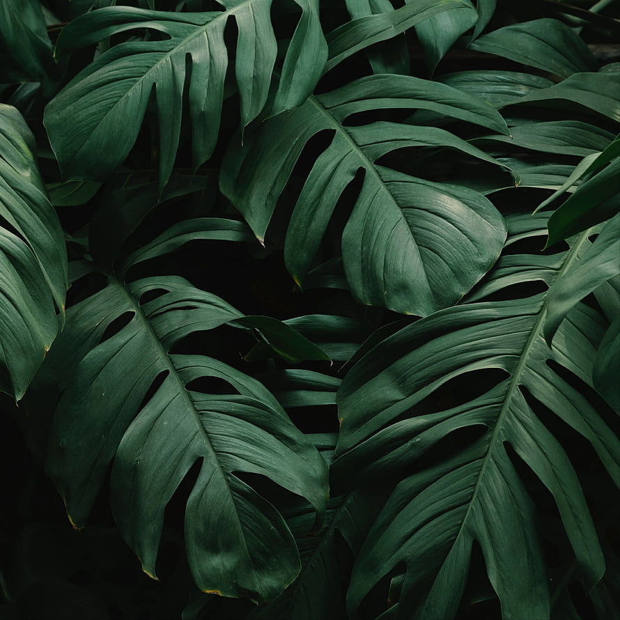 Dark Green Monstera Leaves Tropical Plant Texture Background HD phone wallpaper