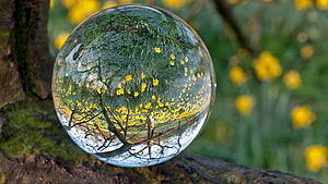 Crystal Ball Reflecting Yellow Daffodils and Trees in Spring Landscape HD wallpaper