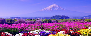 Vibrant Spring Flower Fields with Snow-Capped Mount Fuji in the Distance HD wallpaper